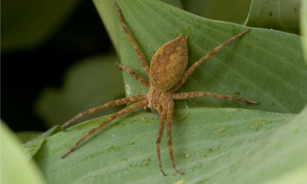 The 10 Biggest Spiders Crawling Around New South Wales