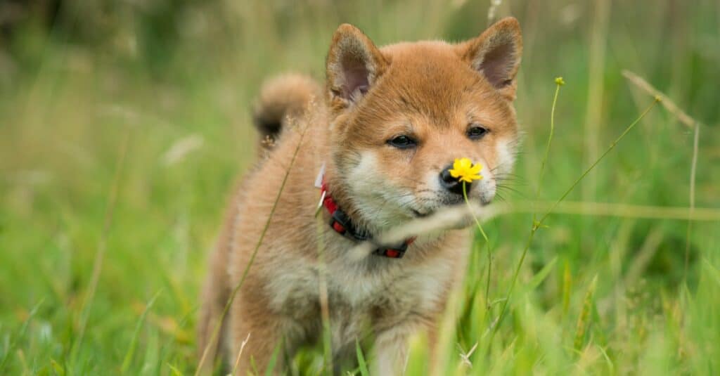 Shiba Inu Prices in 2023: Purchase Cost, Vet Bills, Grooming, and More!