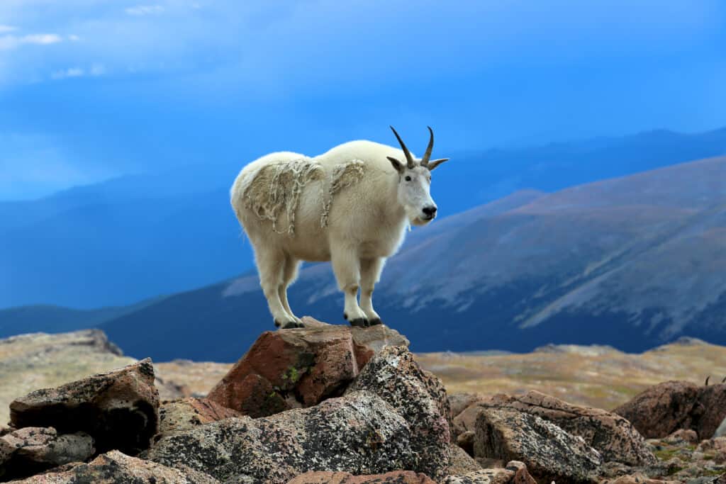 Hunting in Montana: 6 Great Public Hunting Lands