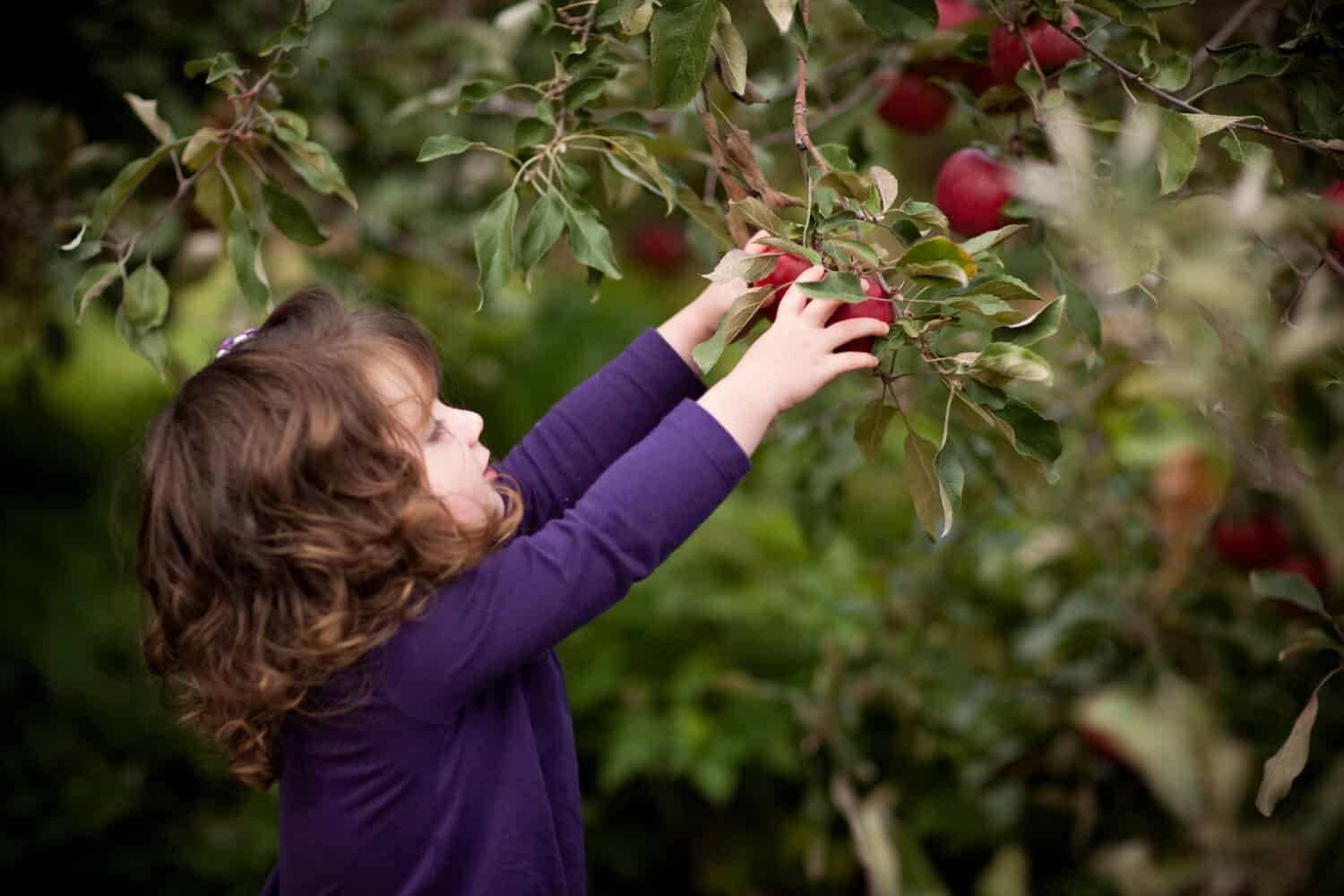 Discover the 10 U.S. States That Grow the Most Apples