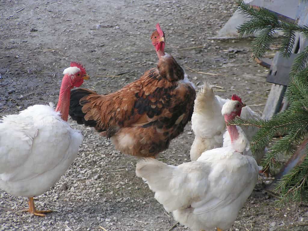 Naked Neck Chicken: Characteristics, Egg Production, Price, and More!