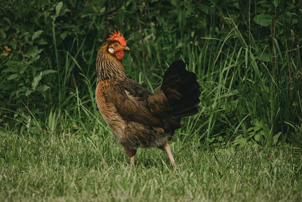 Discover 7 Chicken Predators and Which One Wrecks the Most Havoc