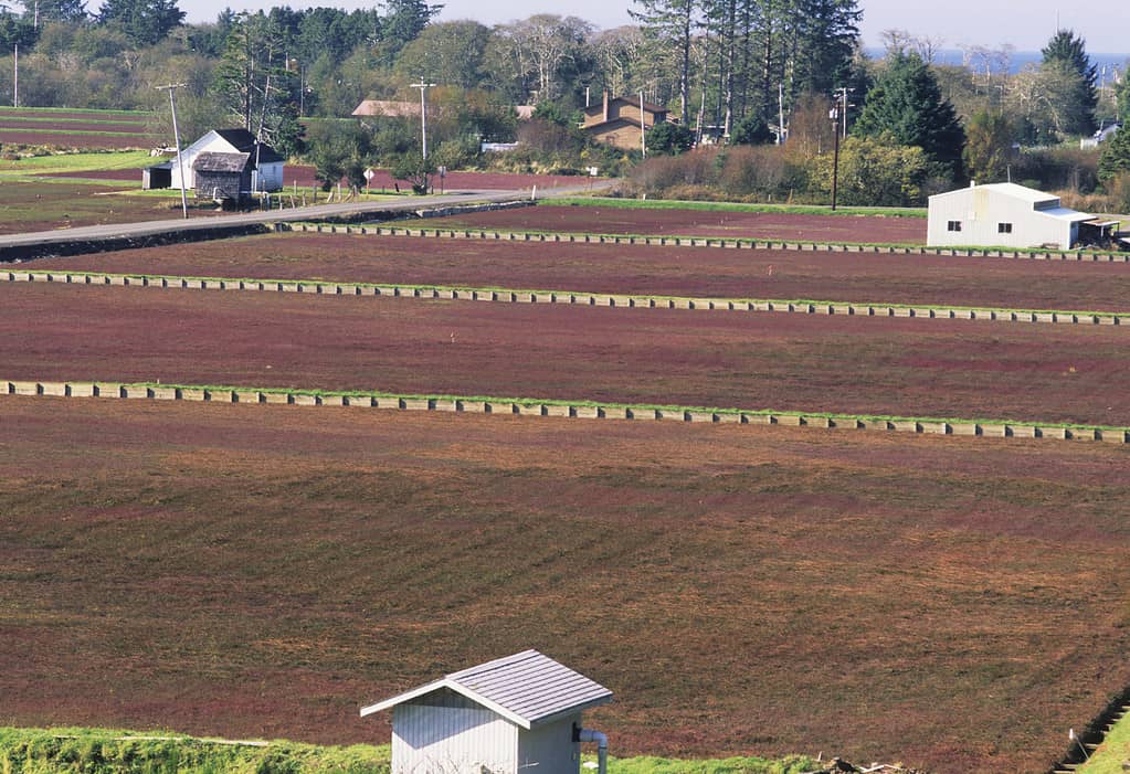 The Top 5 U.S. States That Grow the Most Cranberries