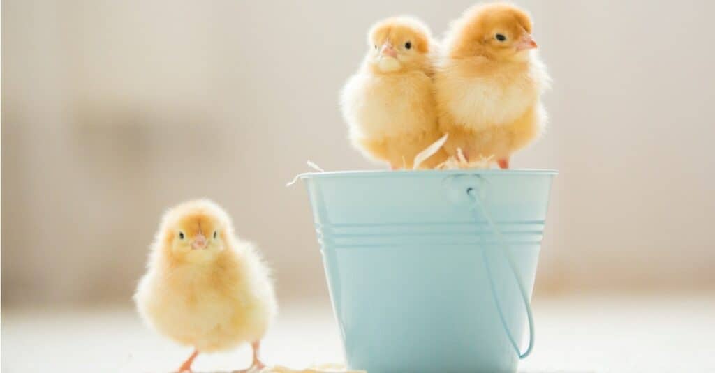 Your Heart Will Melt When You See This Tiny Kitten Snuggle with a Baby Chick