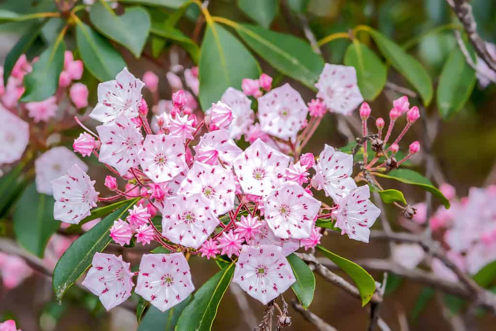 13 Deer Resistant Evergreens That Liven Up Any Yard