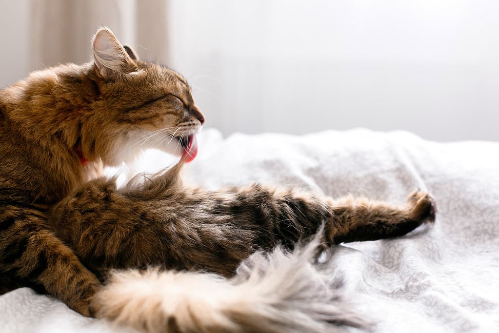 Discover the Top 8 Cleanest Animals with the Best Hygiene Habits