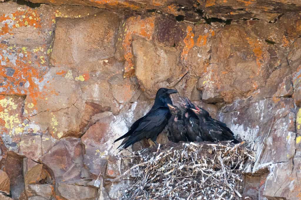 Are Ravens Smart? Everything We Know About Their Intelligence