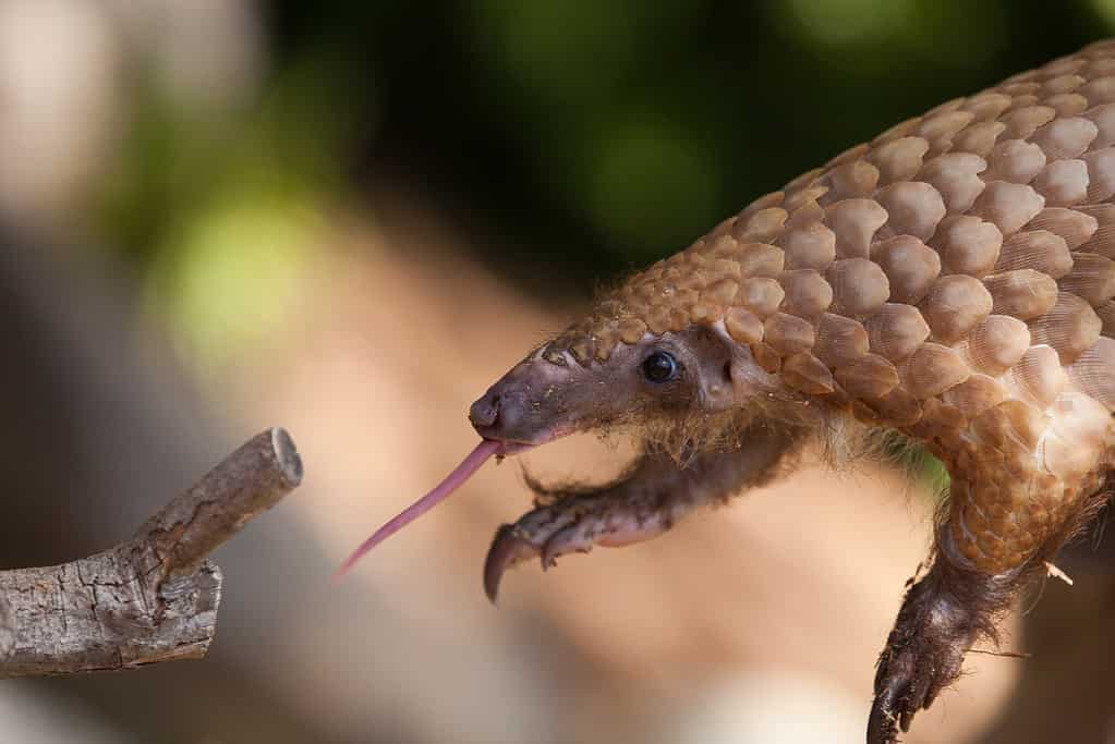 27 Animals That Eat Ants... Other than Anteaters, Of Course!