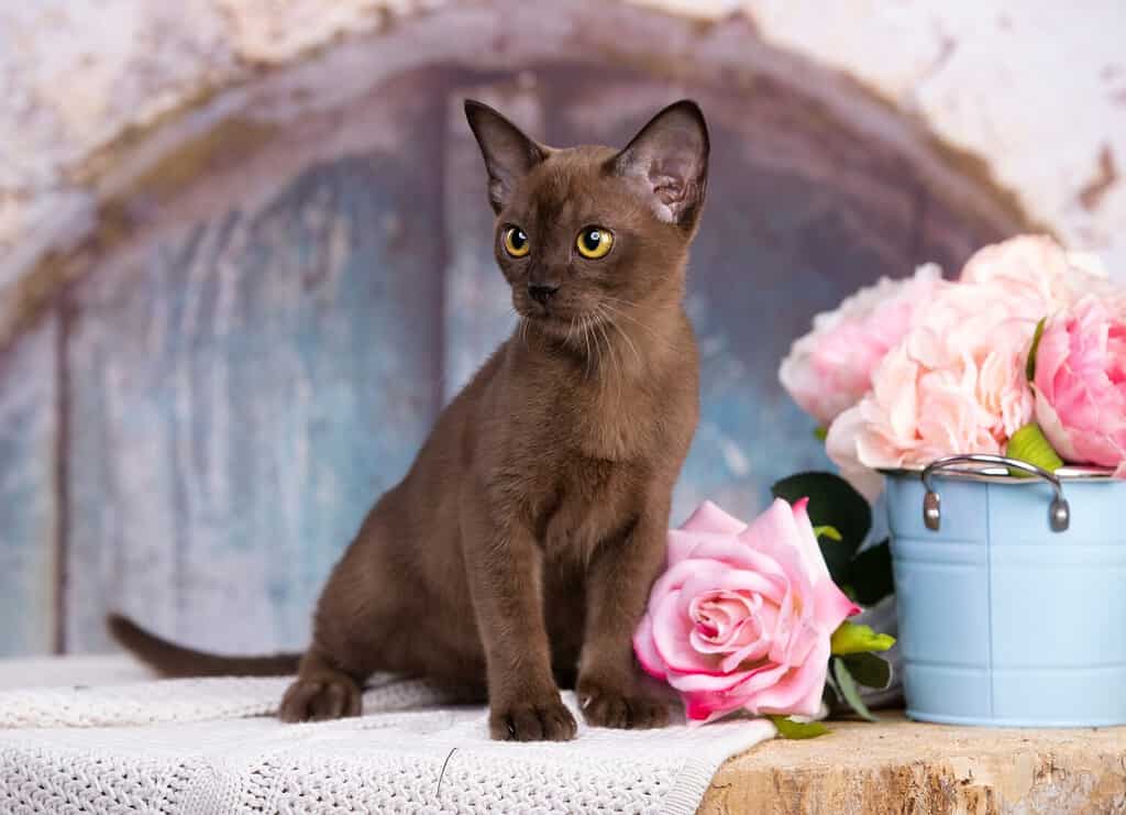 The 10 Best Flower-Inspired Cat Names (And Their Meanings)