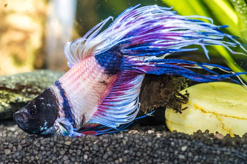 The Ideal Water Temperature for Betta Fish and the 7 Best Ways to Achieve It