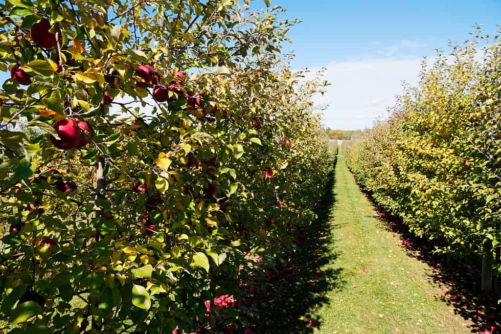 Discover the 10 U.S. States That Grow the Most Apples