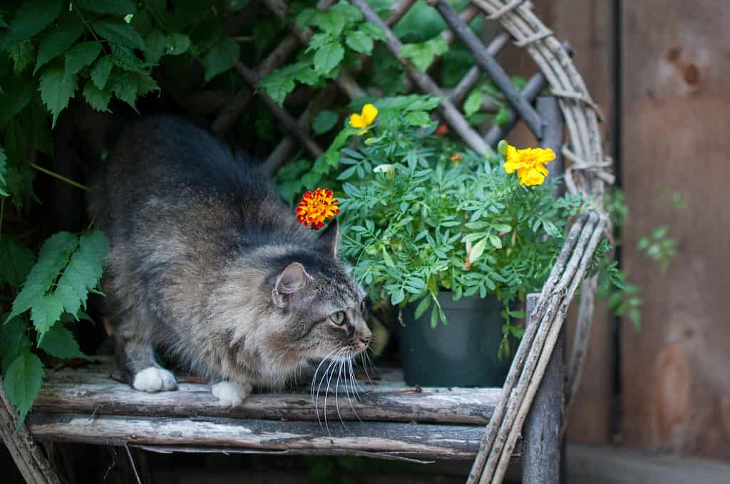 The 10 Best Flower-Inspired Cat Names (And Their Meanings)