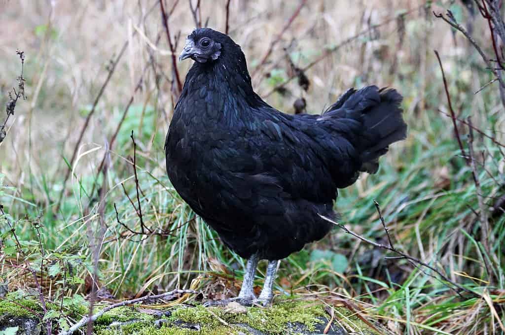 Discover 7 Chicken Predators and Which One Wrecks the Most Havoc