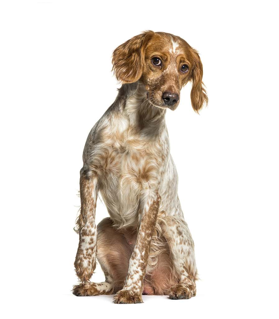 Brittany Spaniel Colors: Rarest to Most Common