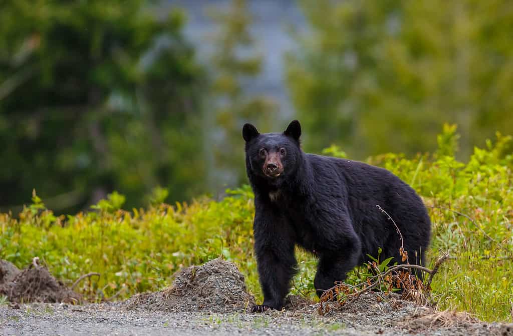 Hunting in Montana: 6 Great Public Hunting Lands