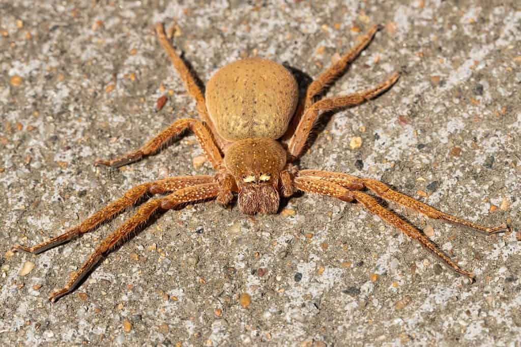 The 10 Biggest Spiders Crawling Around New South Wales