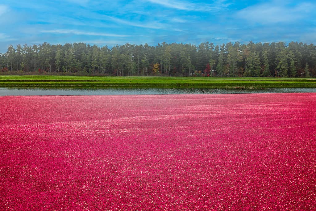 The Top 5 U.S. States That Grow the Most Cranberries