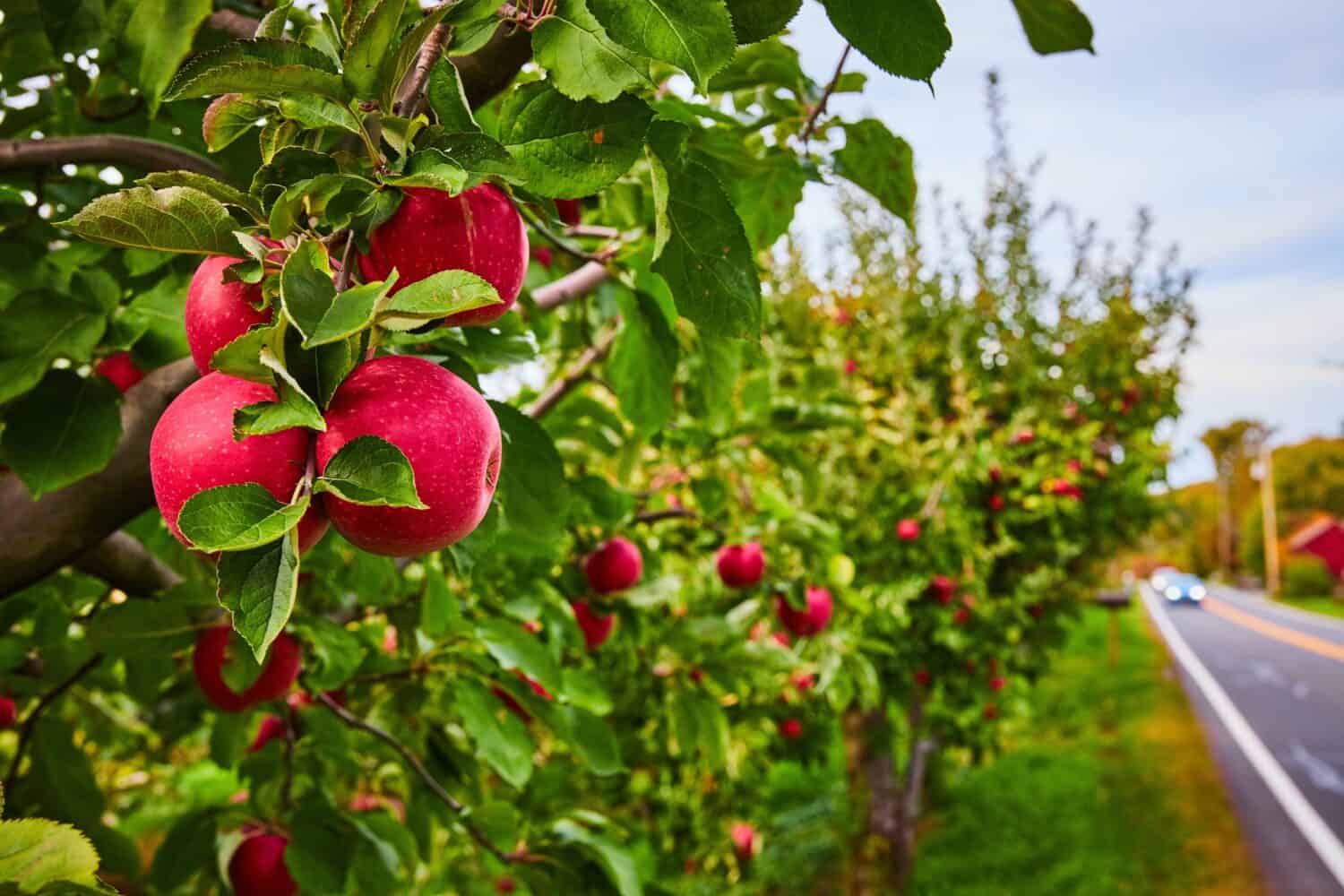 Discover the 10 U.S. States That Grow the Most Apples