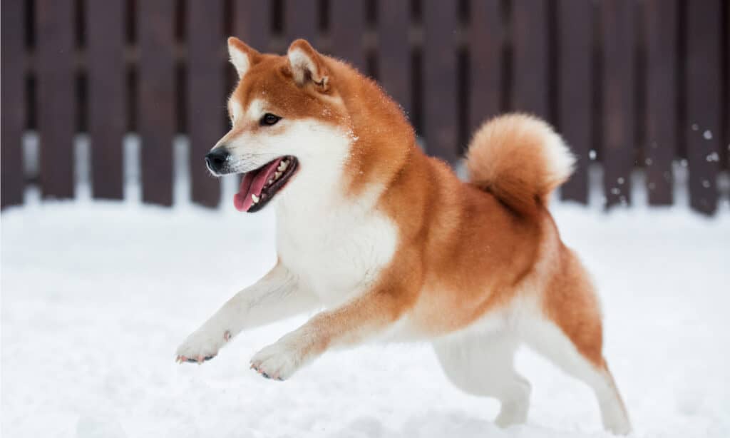 Shiba Inu Prices in 2023: Purchase Cost, Vet Bills, Grooming, and More!