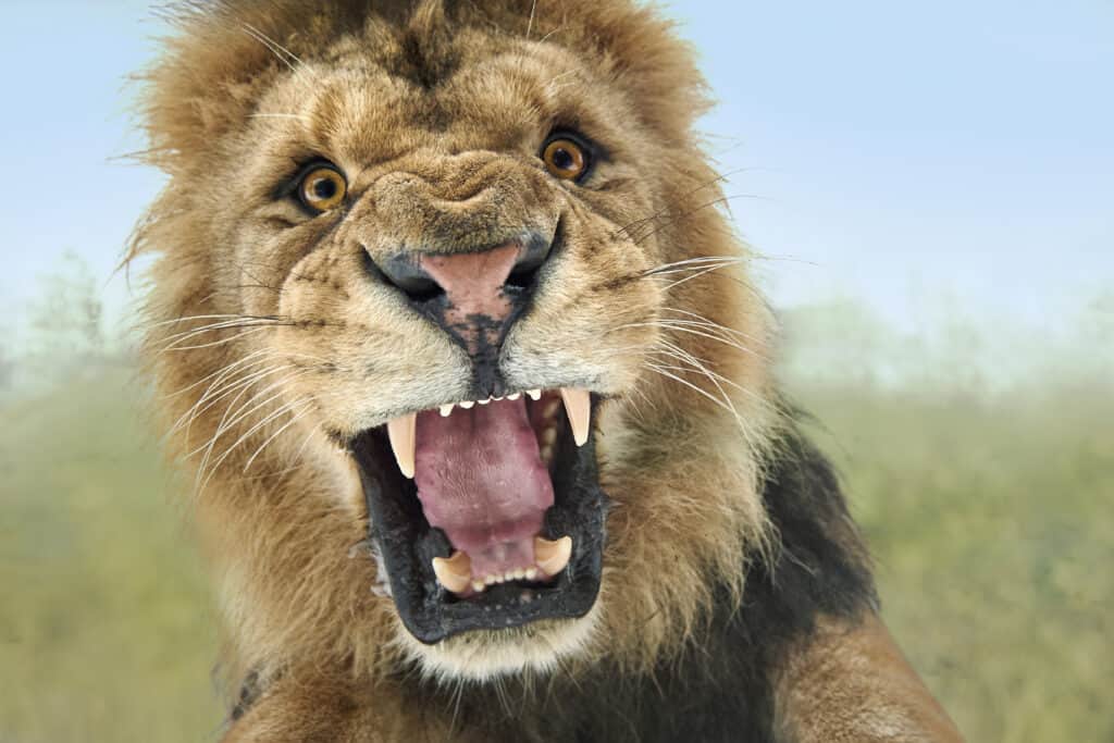 How Loud Is a Lion's Roar? See How It Compares to Other Large Cats