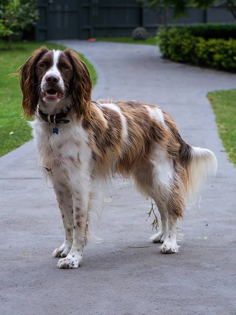 Brittany Spaniel Colors: Rarest to Most Common