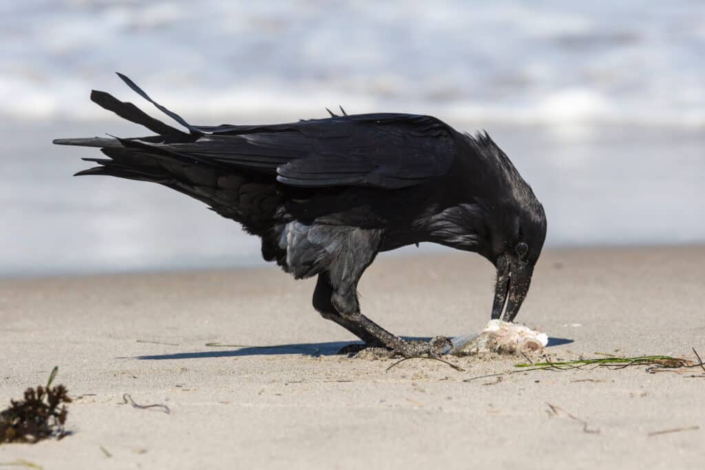 Are Ravens Smart? Everything We Know About Their Intelligence