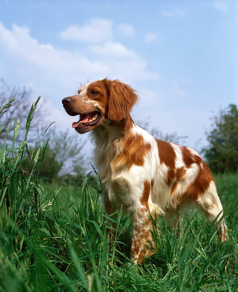 Brittany Spaniel Colors: Rarest to Most Common