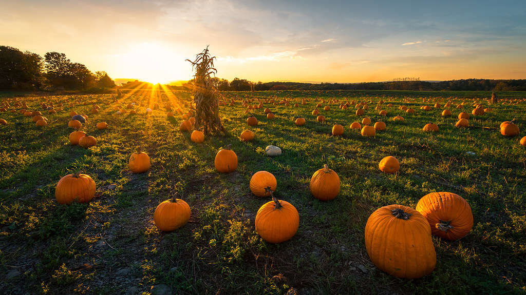 Explore the 15 Best Pumpkin Patches in West Virginia For a Great Fall Adventure