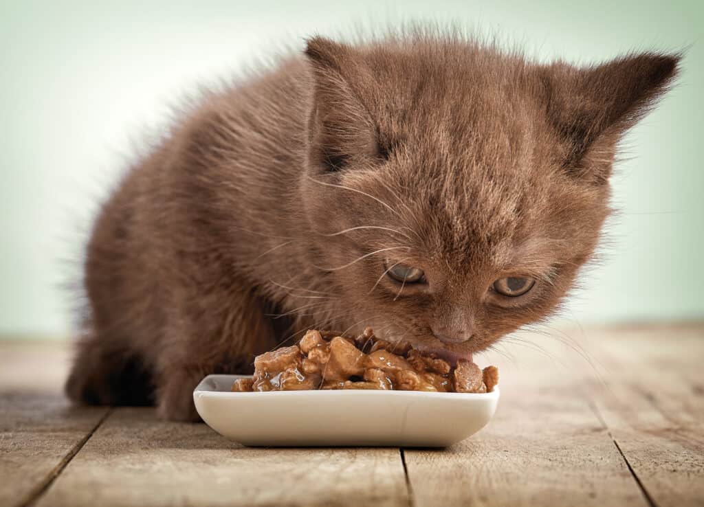 This Is How Long Your Cat Can Go Without Eating, and When It’s Dangerous