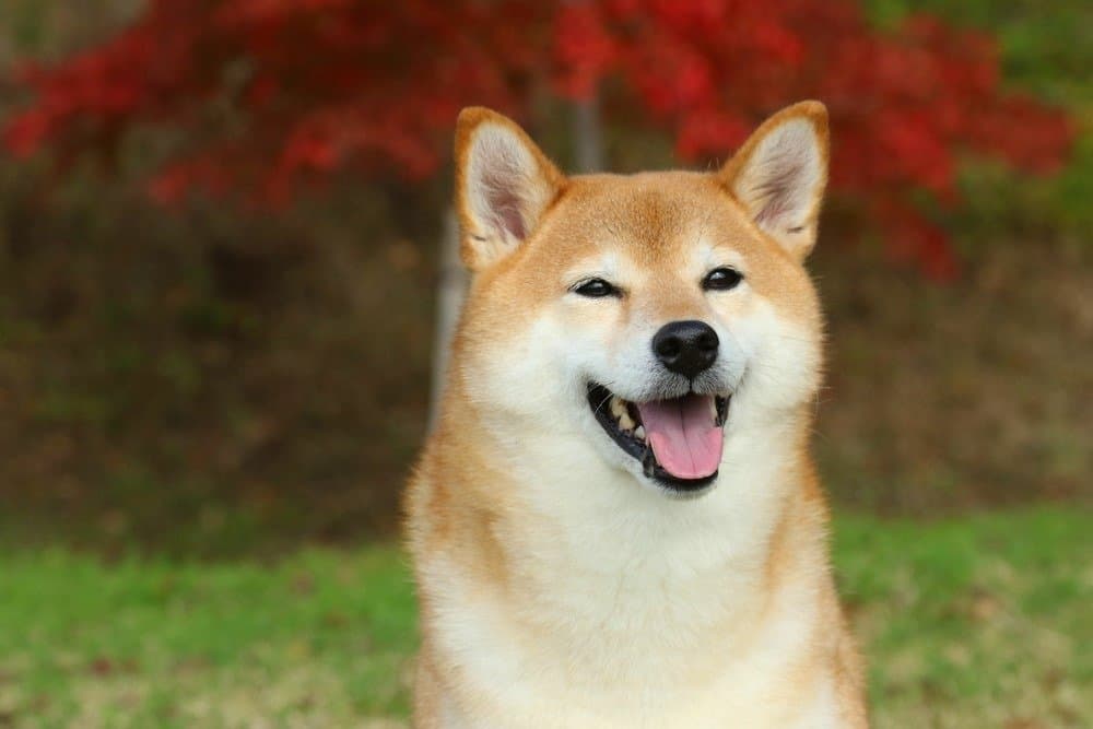 Shiba Inu Prices in 2023: Purchase Cost, Vet Bills, Grooming, and More!