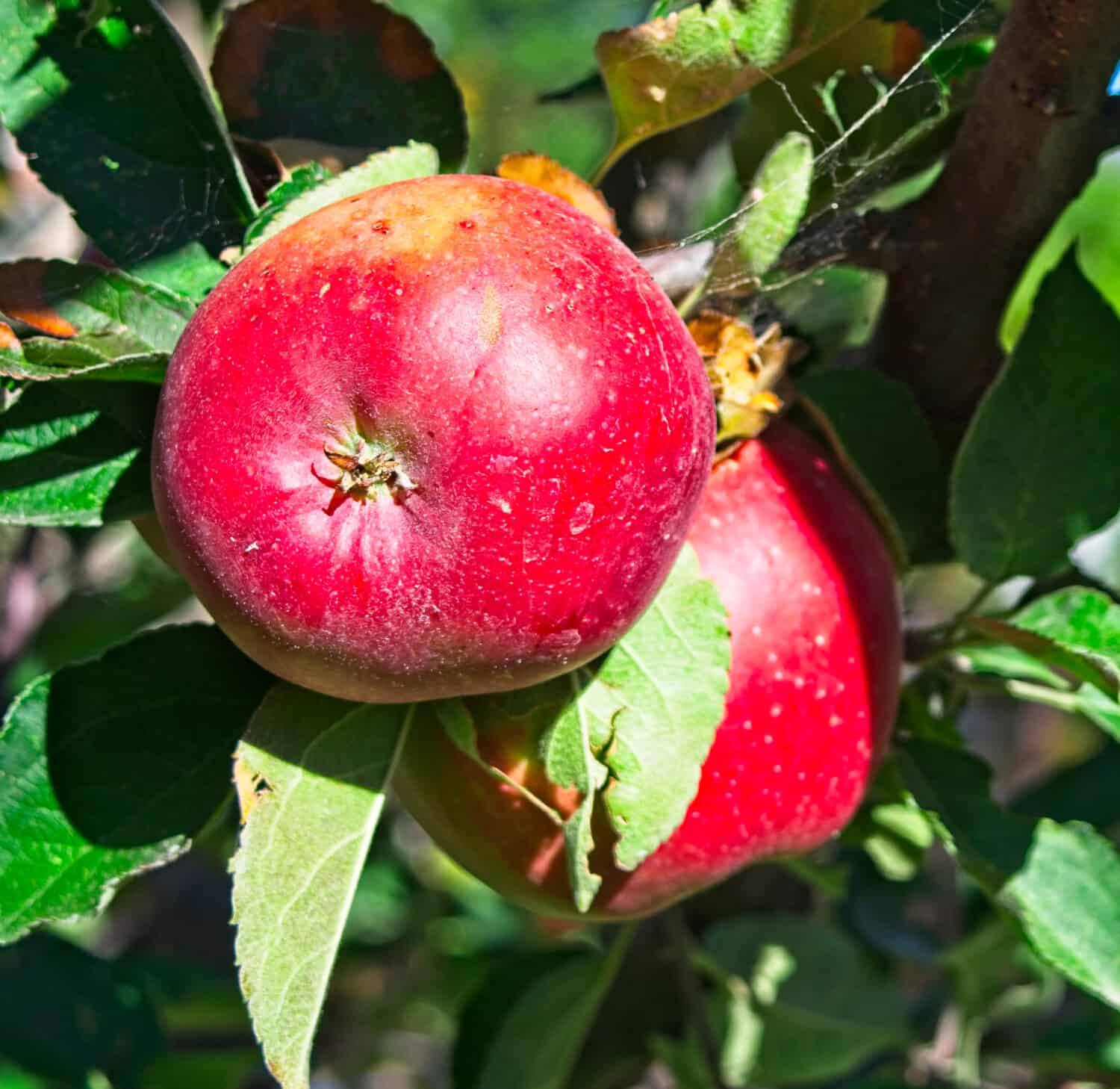 Discover the 10 U.S. States That Grow the Most Apples