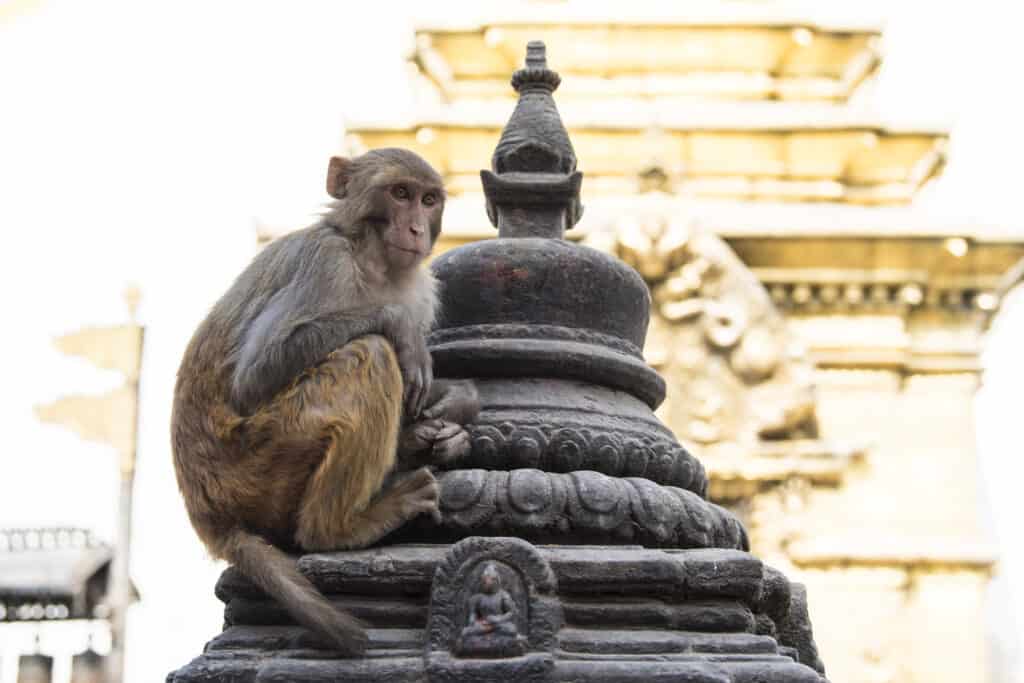 Watch This Soda-Loving Monkey Guzzle Down a Bottle in Front of a Huge Crowd