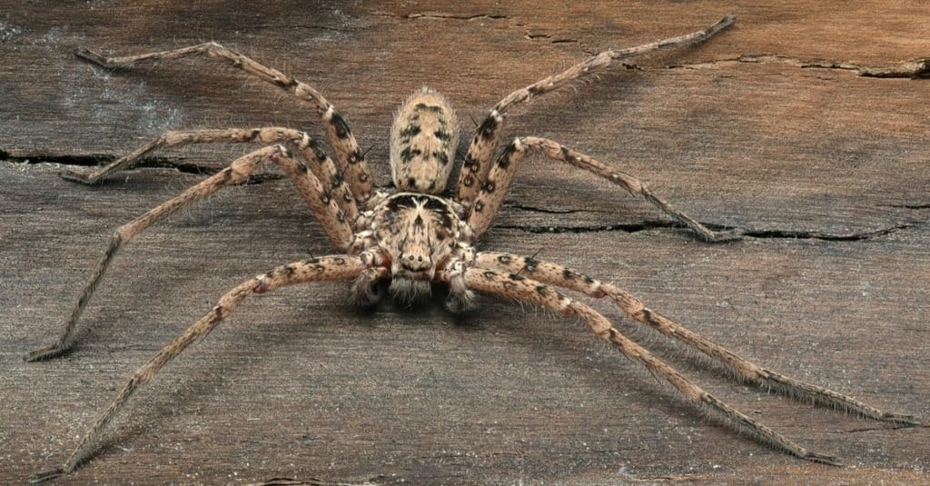 The 10 Biggest Spiders Crawling Around New South Wales