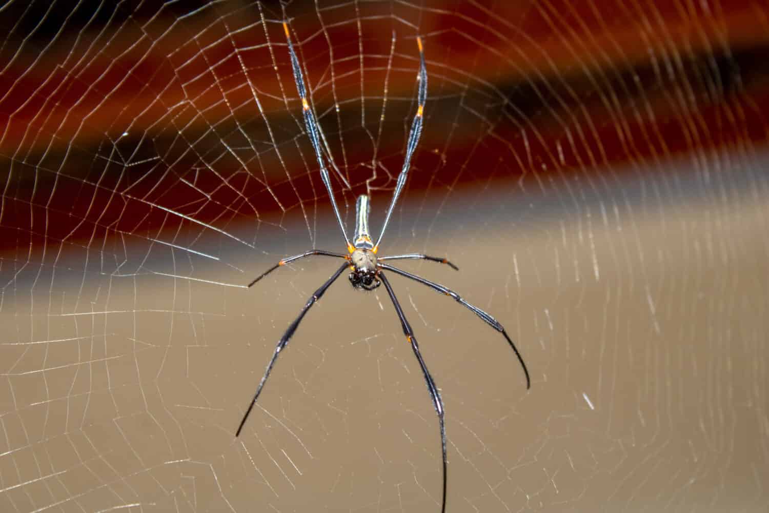 The 10 Biggest Spiders Crawling Around New South Wales