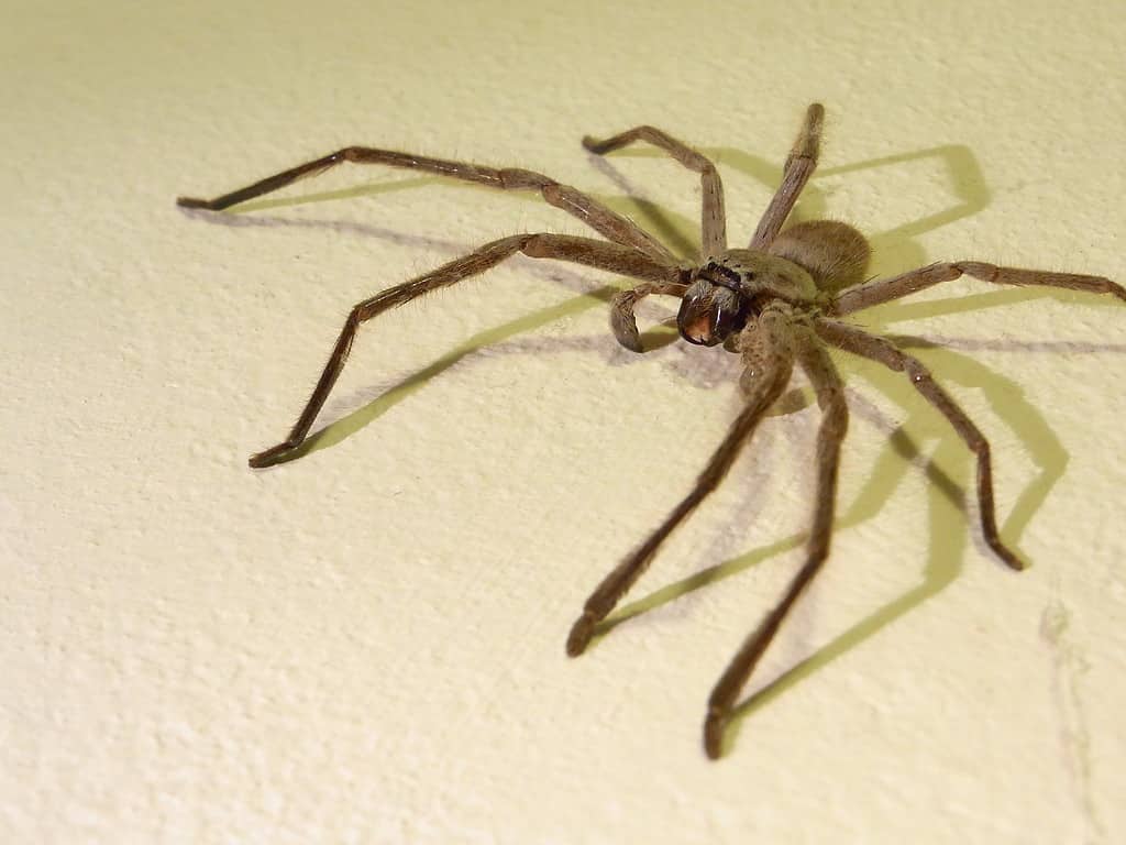 The 10 Biggest Spiders Crawling Around New South Wales