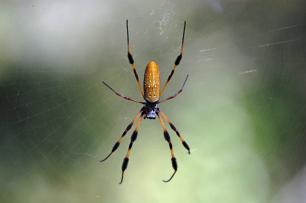 The 10 Biggest Spiders Crawling Around New South Wales