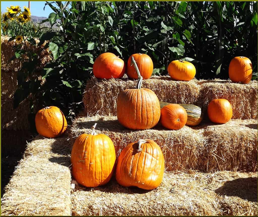 Explore the 15 Best Pumpkin Patches in West Virginia For a Great Fall Adventure