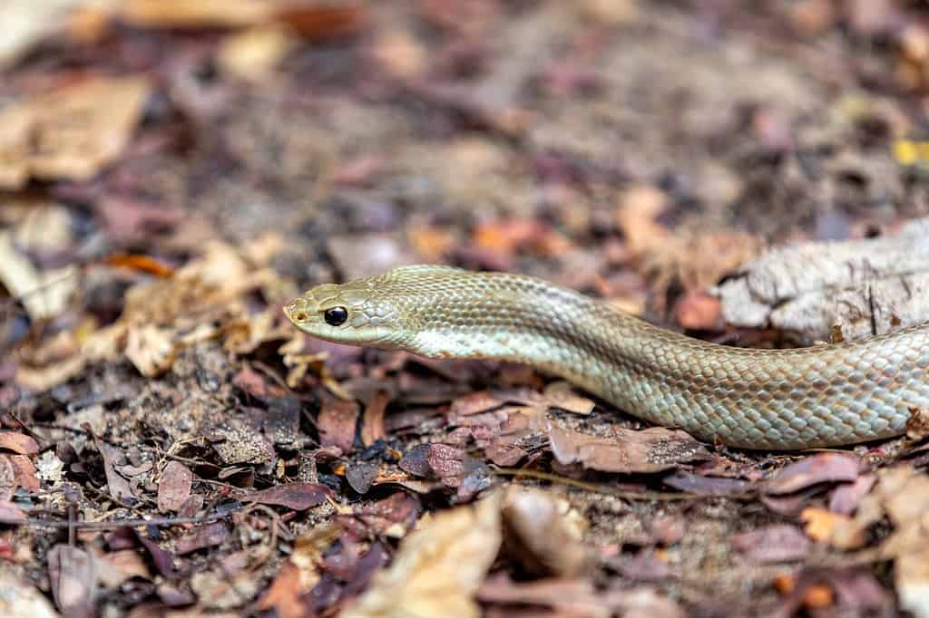 Discover 16 of the Quietest Animals on Earth