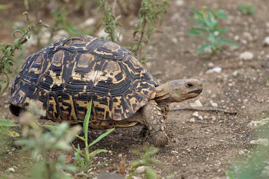 Turtle Poop: Everything You've Ever Wanted to Know