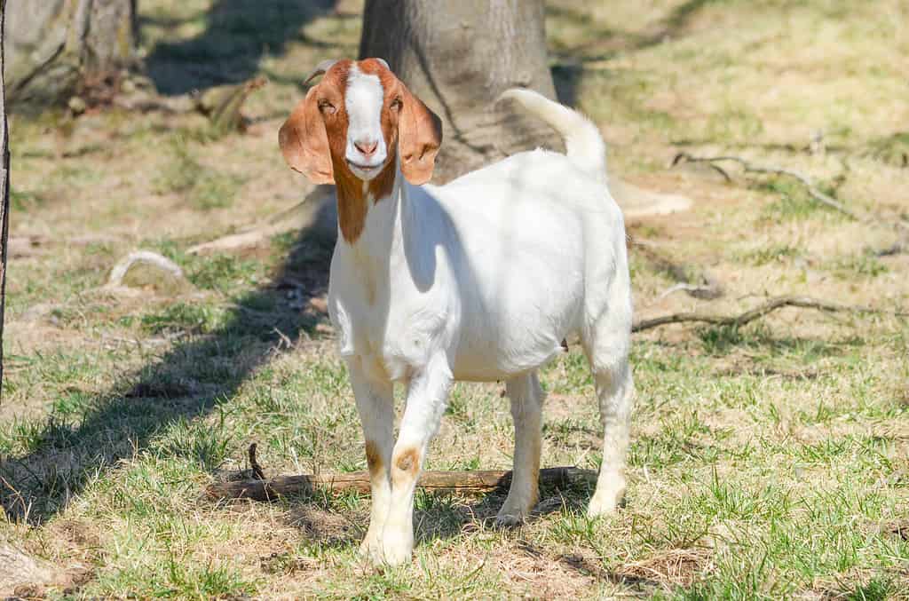 All of the Pets That Have Ever Lived in the White House