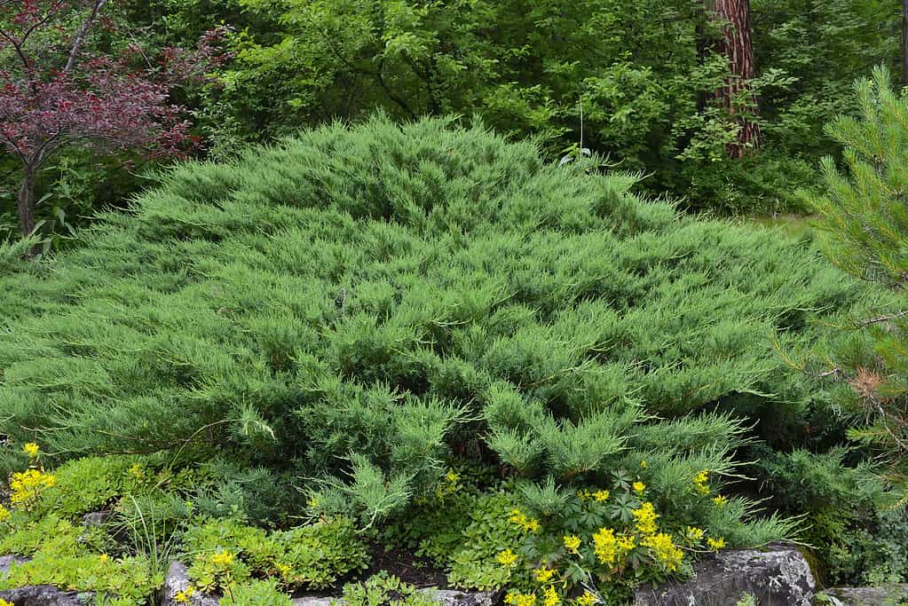 13 Deer Resistant Evergreens That Liven Up Any Yard