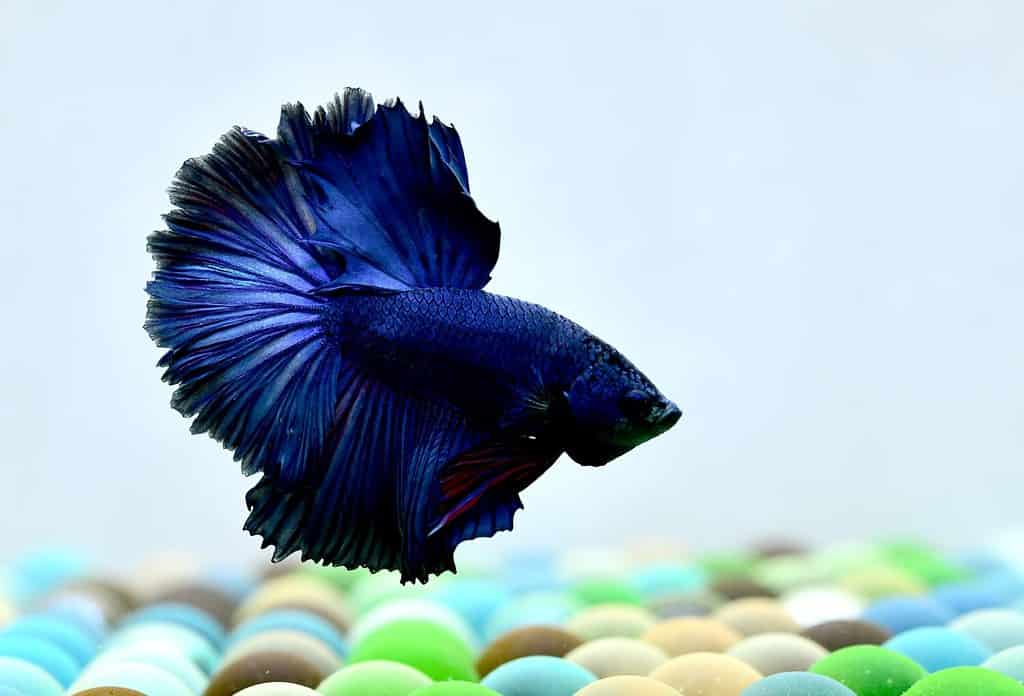 The Ideal Water Temperature for Betta Fish and the 7 Best Ways to Achieve It