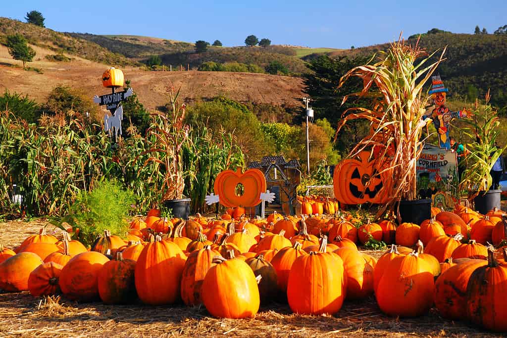 Explore the 15 Best Pumpkin Patches in West Virginia For a Great Fall Adventure