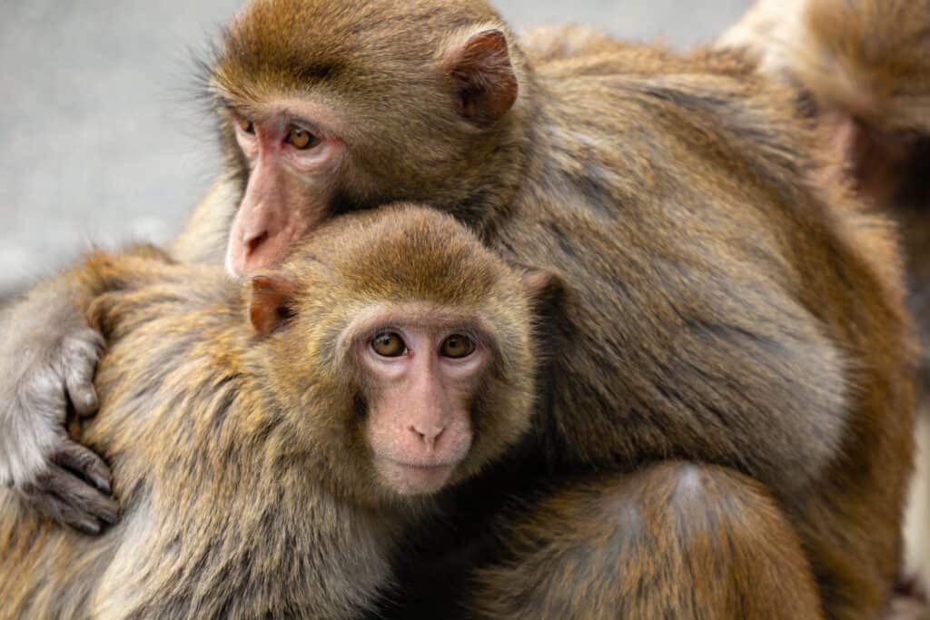 Watch This Soda-Loving Monkey Guzzle Down a Bottle in Front of a Huge Crowd