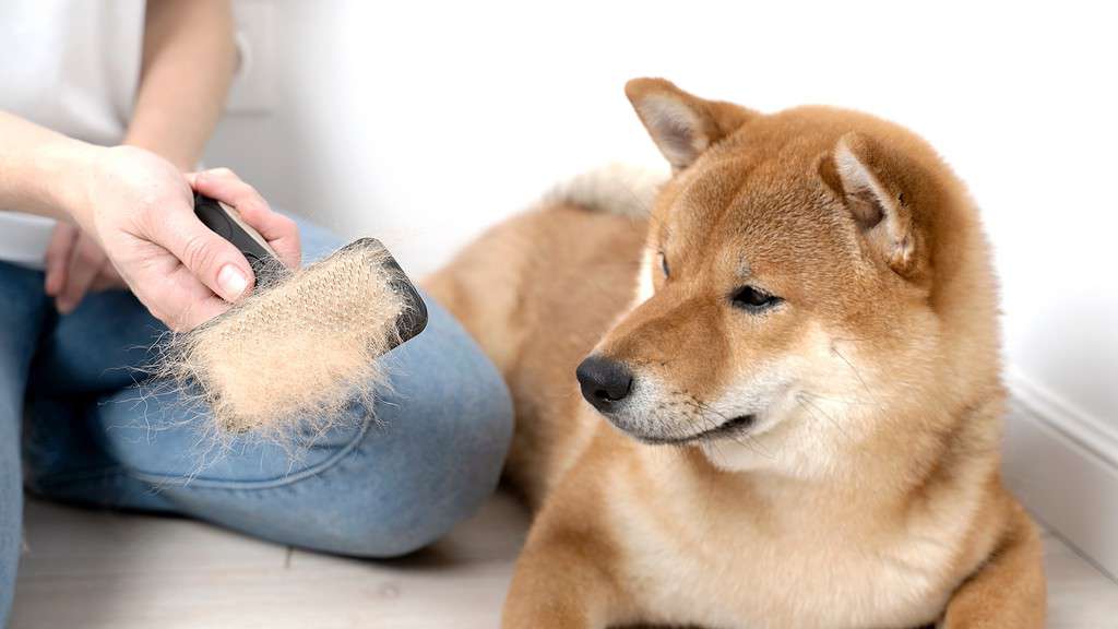 Shiba Inu Prices in 2023: Purchase Cost, Vet Bills, Grooming, and More!