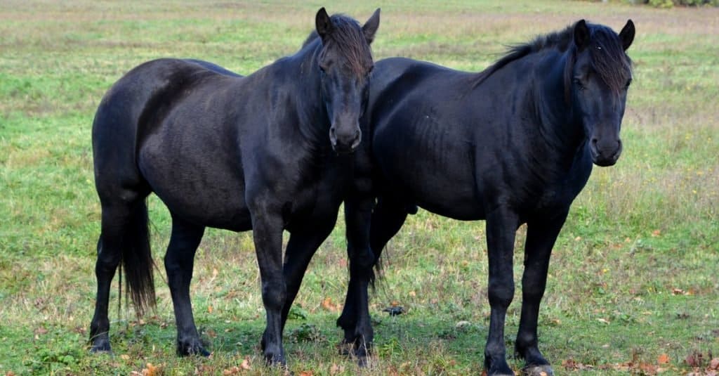 All of the Pets That Have Ever Lived in the White House