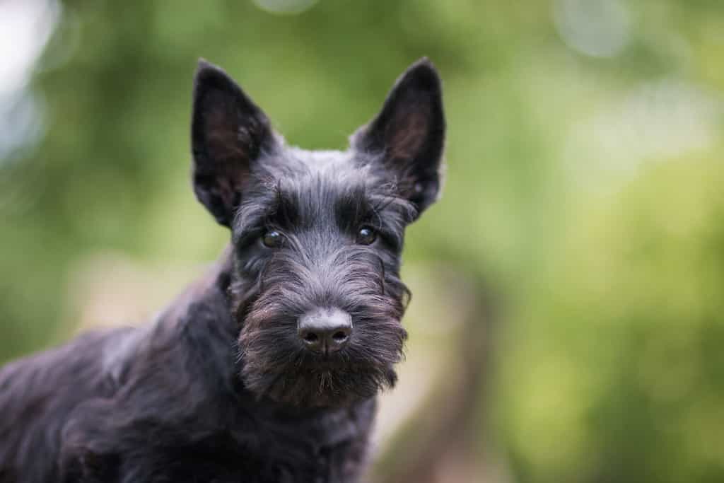 All of the Pets That Have Ever Lived in the White House