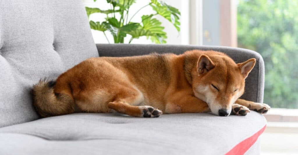 Shiba Inu Prices in 2023: Purchase Cost, Vet Bills, Grooming, and More!