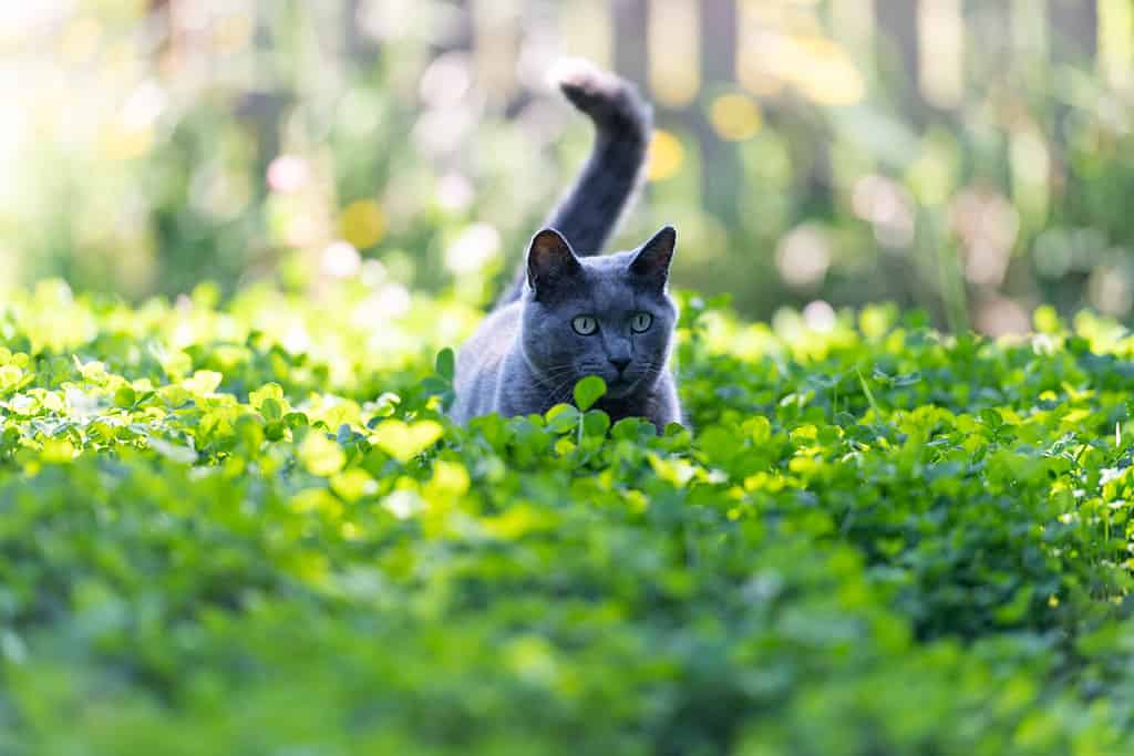 The 10 Best Flower-Inspired Cat Names (And Their Meanings)