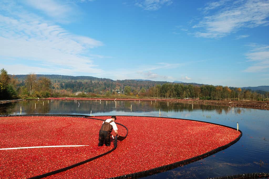 The Top 5 U.S. States That Grow the Most Cranberries